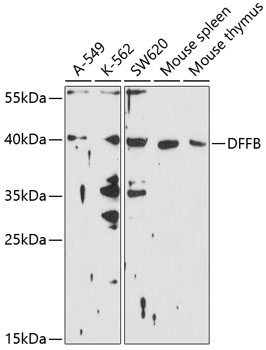 Western blot - DFFB Polyclonal Antibody 
