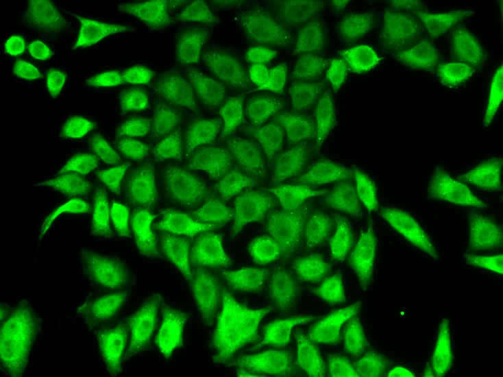 Immunofluorescence - APRT Polyclonal Antibody 