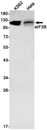 Western blot detection of eIF3B in K562,Hela cell lysates using eIF3B Rabbit pAb(1:1000 diluted).Predicted band size:93kDa.Observed band size:117kDa.