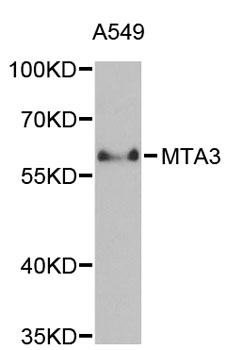 Western blot - MTA3 Polyclonal Antibody 