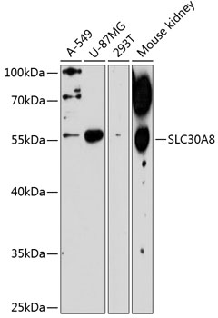 Western blot - SLC30A8 Polyclonal Antibody 