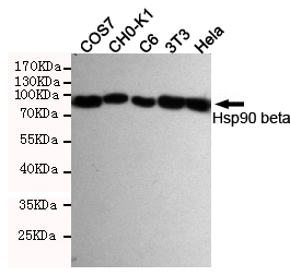 Western blot detection of Hsp90 beta in Hela,3T3,C6,CHO-K1 and COS7 cell lysates using Hsp90 beta mouse mAb (1:2000 diluted).Exposion time: 4min.Predicted band size:90KDa.Observed band size:90KDa.