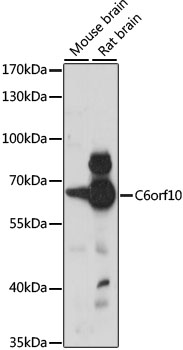 Western blot - C6orf10 Polyclonal Antibody 