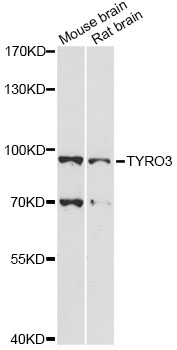 Western blot - TYRO3 Polyclonal Antibody 