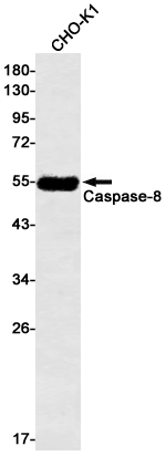 Western blot detection of Caspase-8 in CHO-K1 cell lysates using Caspase-8 Rabbit mAb(1:500 diluted).Predicted band size:55kDa.Observed band size:55kDa.