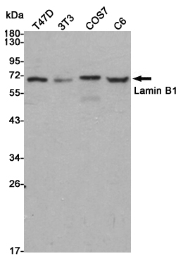 Western blot detection of Lamin B1 in T47D,3T3,COS7 and C6 cell lysates using Lamin B1 rabbit pAb (1:20000 diluted).Predicted band size:67kDa.Observed band size:68kDa.