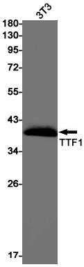 Western blot detection of TTF1 in 3T3 cell lysates using TTF1 Rabbit pAb(1:1000 diluted).Predicted band size:39kDa.Observed band size:39kDa.