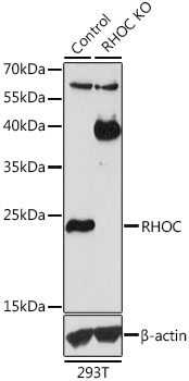 Western blot - RHOC Polyclonal Antibody 