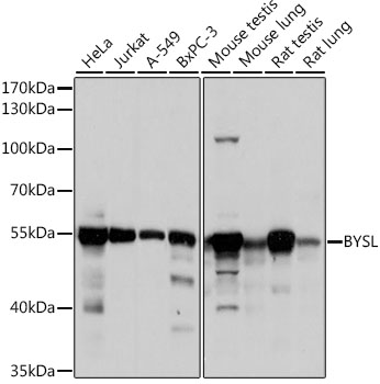 Western blot - BYSL Polyclonal Antibody 