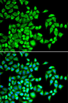 Immunofluorescence - ALKBH1 Polyclonal Antibody 