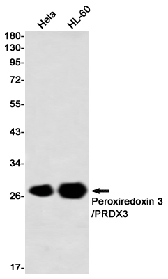 Western blot detection of Peroxiredoxin 3/PRDX3 in Hela,HL-60, using Peroxiredoxin 3/PRDX3 Rabbit mAb(1:1000 diluted)