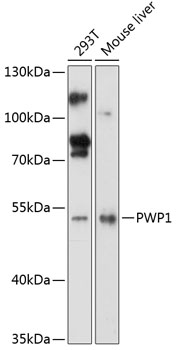Western blot - PWP1 Polyclonal Antibody 