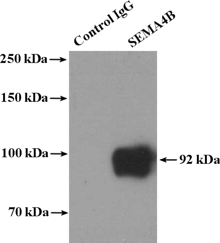 IP Result of anti-SEMA4B (IP:Catalog No:115105, 4ug; Detection:Catalog No:115105 1:300) with PC-3 cells lysate 4000ug.