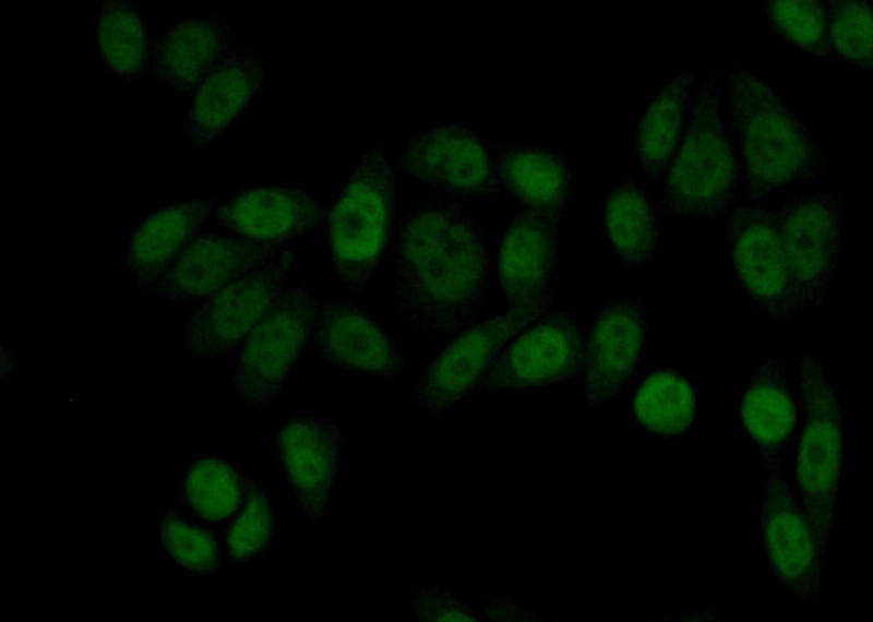 Immunofluorescent analysis of (10% Formaldehyde) fixed HeLa cells using Catalog No:108270(ASRGL1 Antibody) at dilution of 1:50 and Alexa Fluor 488-congugated AffiniPure Goat Anti-Rabbit IgG(H+L)