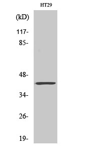 Fig1:; Western Blot analysis of various cells using ABHD7 Polyclonal Antibody diluted at 1: 500