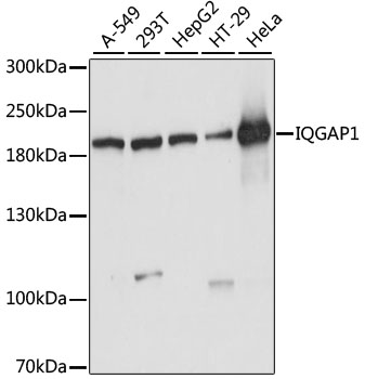 Western blot - IQGAP1 Polyclonal Antibody 