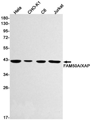 Western blot detection of FAM50A/XAP in Hela,CHO-K1,C6,Jurkat cell lysates using FAM50A/XAP Rabbit mAb(1:500 diluted).Predicted band size:40kDa.Observed band size:40kDa.
