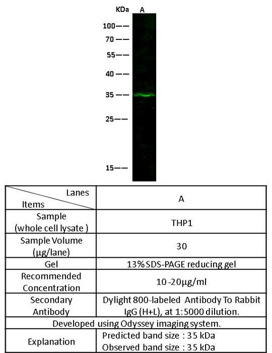 DHRS9 / 3-alpha-HSD Antibody, Rabbit PAb, Antigen Affinity Purified, Western blot
