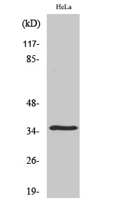 Fig1:; Western Blot analysis of various cells using Olfactory receptor 52N4 Polyclonal Antibody