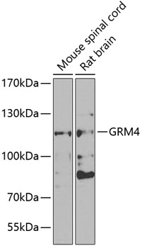 Western blot - GRM4 Polyclonal Antibody 