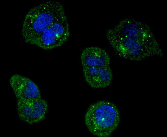 Fig4:; ICC staining of TrkA in Hela cells (green). Formalin fixed cells were permeabilized with 0.1% Triton X-100 in TBS for 10 minutes at room temperature and blocked with 10% negative goat serum for 15 minutes at room temperature. Cells were probed with the primary antibody ( 1/50) for 1 hour at room temperature, washed with PBS. Alexa Fluor®488 conjugate-Goat anti-Rabbit IgG was used as the secondary antibody at 1/1,000 dilution. The nuclear counter stain is DAPI (blue).