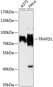 Western blot - TRAFD1 Polyclonal Antibody 