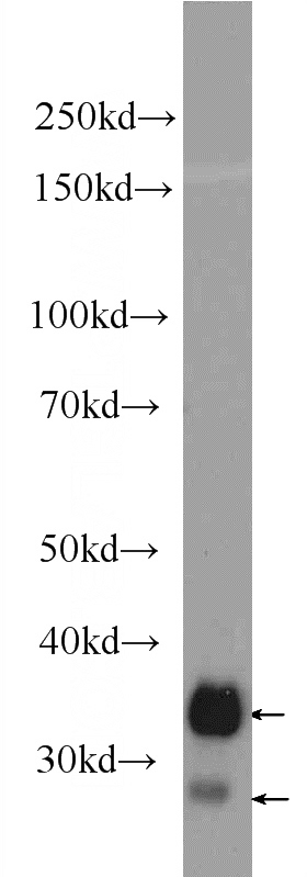 U-937 cells were subjected to SDS PAGE followed by western blot with Catalog No:109088(CD99 Antibody) at dilution of 1:1000