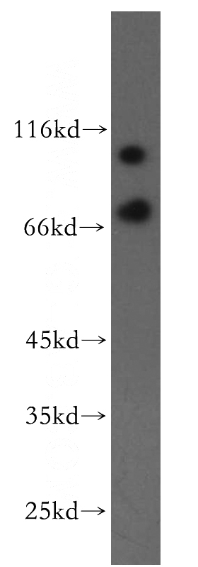 HeLa cells were subjected to SDS PAGE followed by western blot with Catalog No:116783(PIK3C3 antibody) at dilution of 1:800