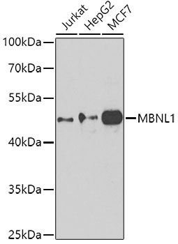 Western blot - MBNL1 Polyclonal Antibody 