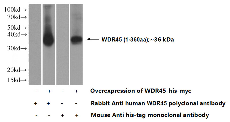 Transfected HEK-293 cells were subjected to SDS PAGE followed by western blot with Catalog No:116868(WDR45 Antibody) at dilution of 1:1000