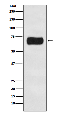 Western blot analysis of Atg16L1 expression in HeLa cell lysate.
