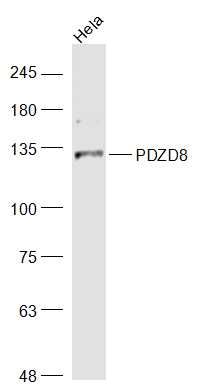Fig2: Sample:; Hela(Human) Cell Lysate at 30 ug; Primary: Anti-PDZD8 at 1/1000 dilution; Secondary: IRDye800CW Goat Anti-Rabbit IgG at 1/20000 dilution; Predicted band size: 128 kD; Observed band size: 130 kD