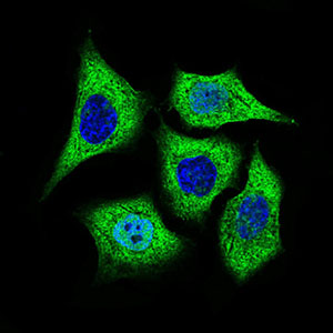 Immunofluorescence analysis of HepG2 cells using ALDH2 mouse mAb (green). Blue