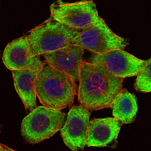 Immunofluorescence analysis of HepG2 cells using PINCH mouse mAb (green). Blue