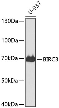 Western blot - BIRC3 Polyclonal Antibody 