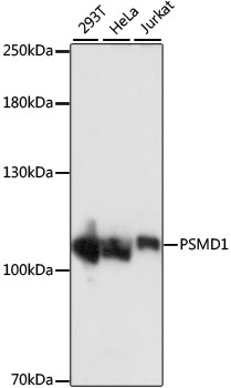 Western blot - PSMD1 Polyclonal Antibody 