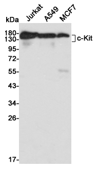 Western blot analysis of extracts from Jurkat, A549 and MCF7 cell lysates using c-Kit mouse mAb (1:1000 diluted).Predicted band size:145KDa.Observed band size:120~145KDa.