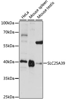 Western blot - SLC25A39 Polyclonal Antibody 
