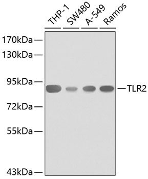 Western blot - TLR2 Polyclonal Antibody 