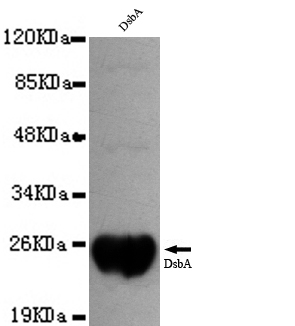 Western blot detection of DsbA with Dsba recombinant protein using DsbA mouse mAb (1:1000 diluted).Predicted band size: 24KDa.Observed band size: 24KDa.