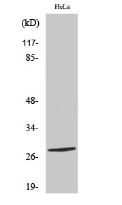 Fig1:; Western Blot analysis of various cells using Nkx-2.6 Polyclonal Antibody diluted at 1: 500