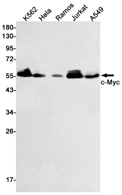 Western blot detection of c-Myc in K562,Hela,Ramos,Jurkat,A549 cell lysates using c-Myc Rabbit pAb(1:1000 diluted).Predicted band size:57kDa.Observed band size:57kDa.