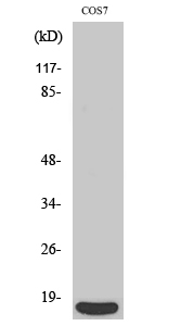 Fig1:; Western Blot analysis of various cells using 4E-BP1 Polyclonal Antibody diluted at 1: 500