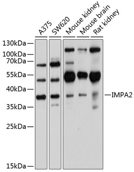 Western blot - IMPA2 Polyclonal Antibody 