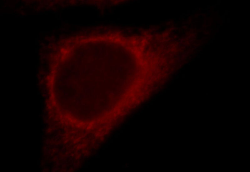 Immunofluorescent analysis of HepG2 cells, using RNF181 antibody Catalog No:114749 at 1:25 dilution and Rhodamine-labeled goat anti-rabbit IgG (red).