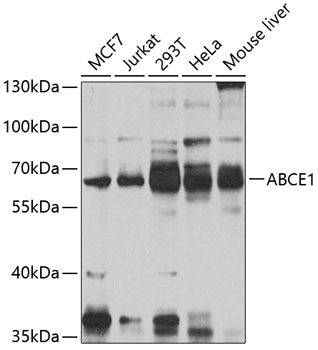 Western blot - ABCE1 Polyclonal Antibody 