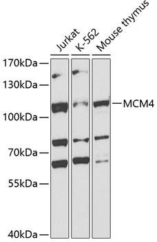 Western blot - MCM4 Polyclonal Antibody 