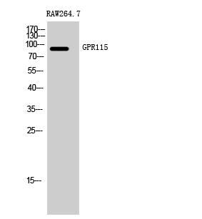 Fig1:; Western Blot analysis of RAW264.7 cells using GPR115 Polyclonal Antibody