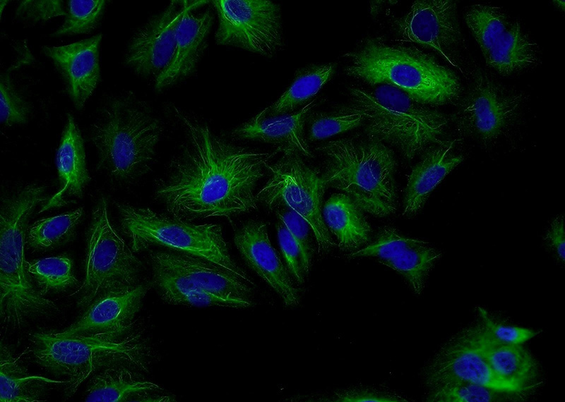 Immunofluorescent analysis of A549 cells using Catalog No:114723(RMND5B Antibody) at dilution of 1:50 and Alexa Fluor 488-congugated AffiniPure Goat Anti-Rabbit IgG(H+L)