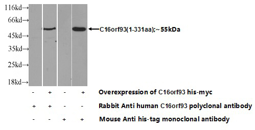 Transfected HEK-293 cells were subjected to SDS PAGE followed by western blot with Catalog No:108611(C16orf93 Antibody) at dilution of 1:700